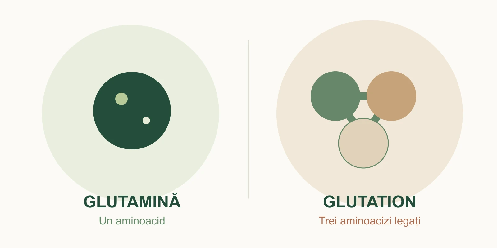 Ilustrație comparativă: un aminoacid pentru glutamină și trei componente legate pentru glutation.