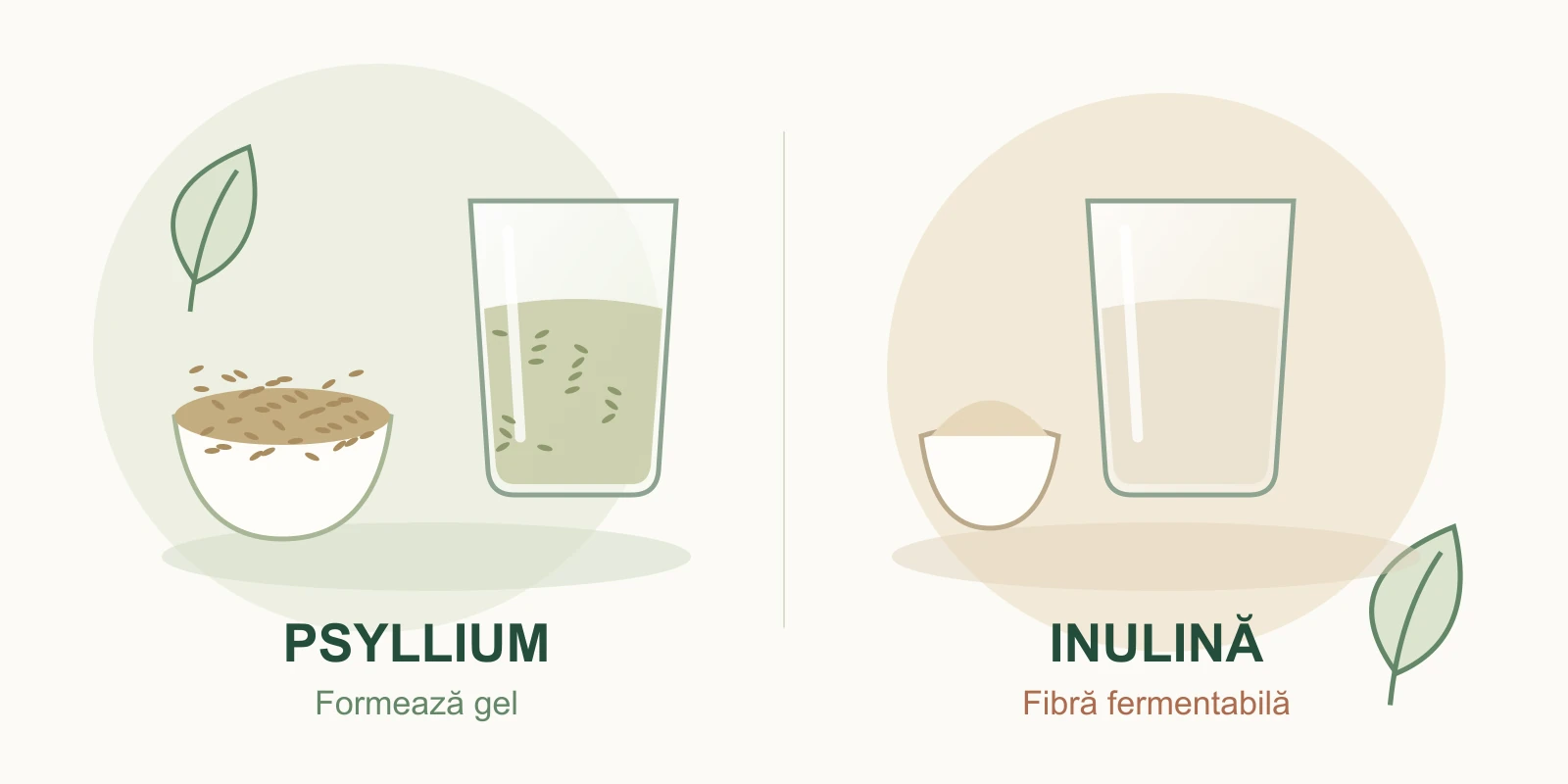 Ilustrație cu fibre de psyllium și inulină, două pahare și texturi diferite în apă.