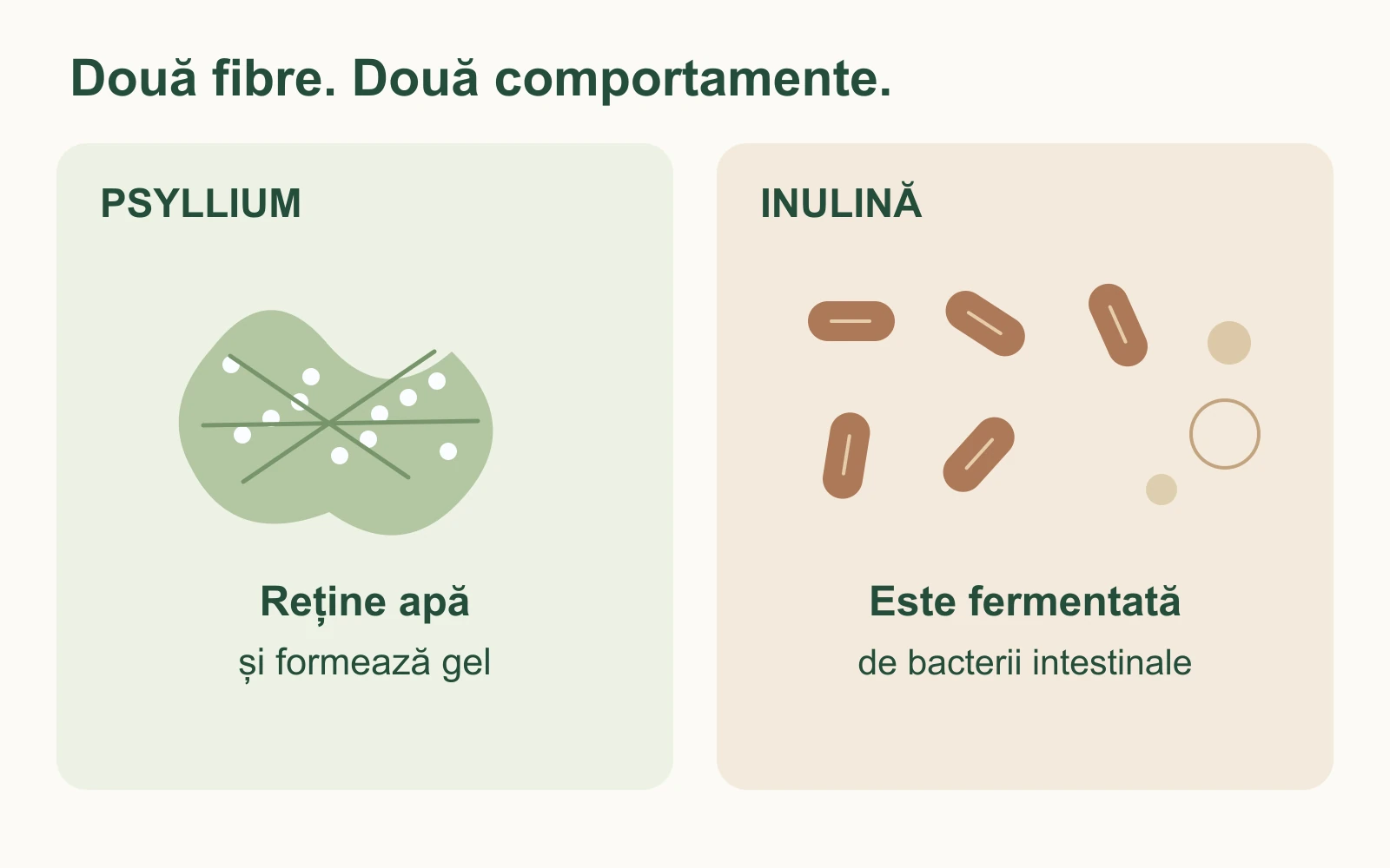 Schemă comparativă: psylliumul reține apă și formează gel, iar inulina este fermentată de microbiota intestinală.